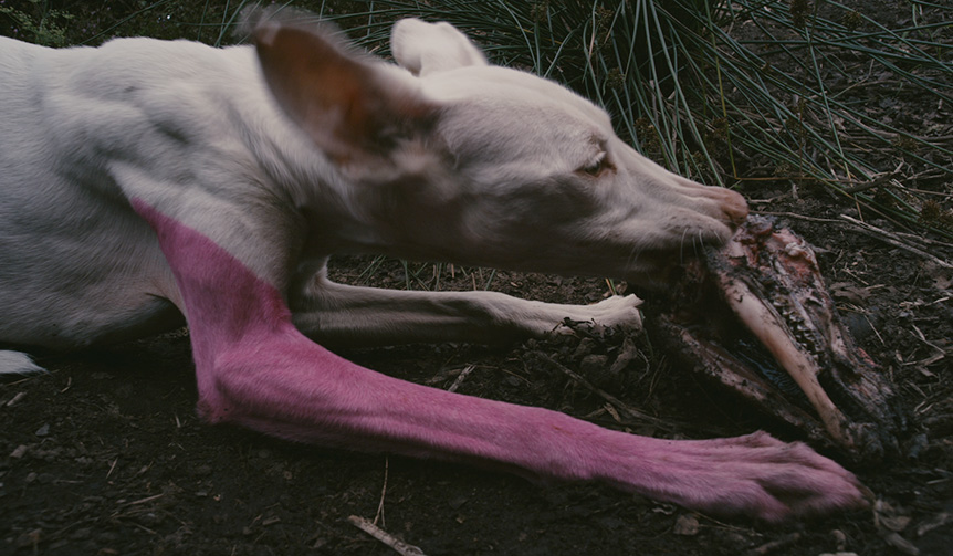 エスパス ルイ･ヴィトン東京で『Pierre Huyghe – Untilled Host』展が開催｜ESPACE LOUIS VUITTON TOKYO ギャラリー