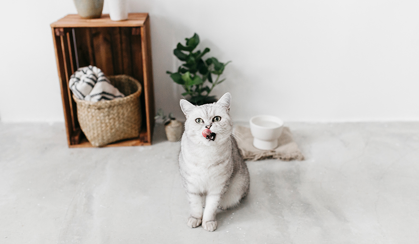 大谷焼の窯元から生まれた猫用水飲み器「IZUMI」に爽やかな新色が登場｜RINN ギャラリー