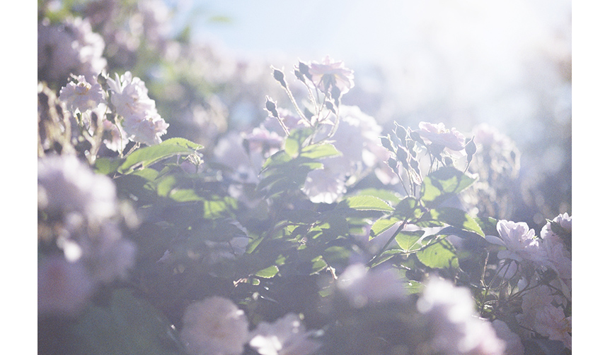 愛する父の死に向き合う日々を撮影した「蜷川実花 うつくしい日々」｜ART ギャラリー