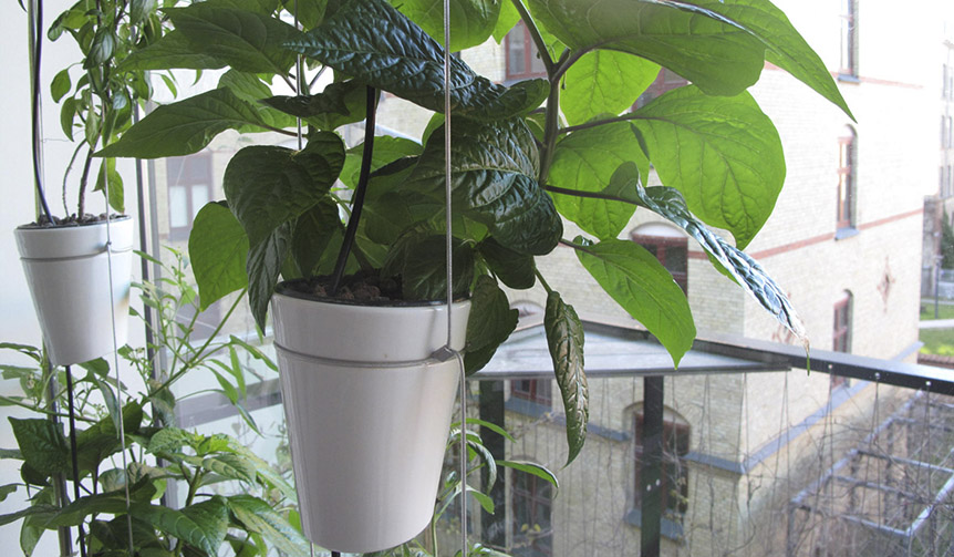 世界的な設計事務所「BIG」が考案する水耕栽培システムとプランター｜DANESE ギャラリー