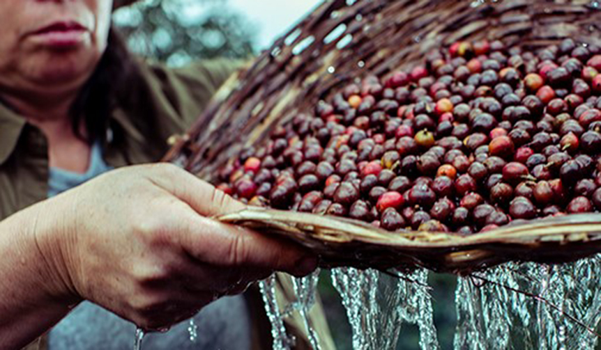 2019年春の数量限定。はつらつとした個性あふれる春限定のネスプレッソ｜Nespresso ギャラリー