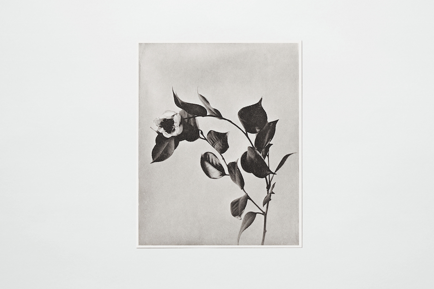 世界最古の写真製版技術で作られた「COLLOTYPE PHOTOGRAPH SERIES」|PAPIER LABO.