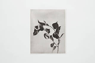 世界最古の写真製版技術で作られた「COLLOTYPE PHOTOGRAPH SERIES」｜PAPIER LABO.