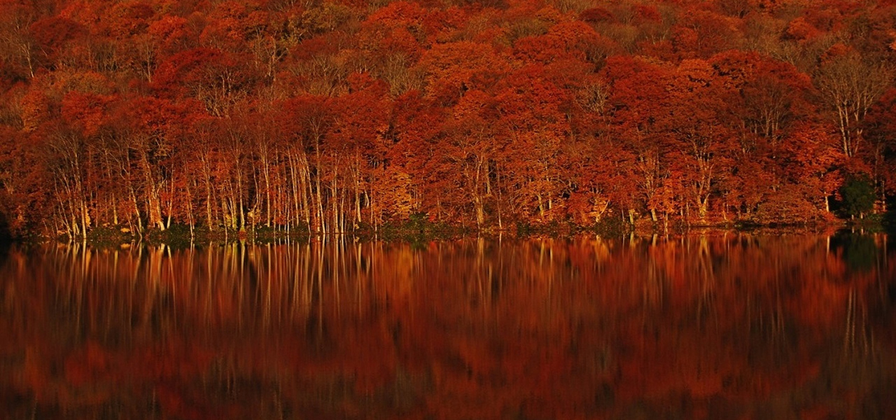朝イチバンの澄みわたる空気の中で堪能する青森・奥入瀬の絶景紅葉｜TRAVEL