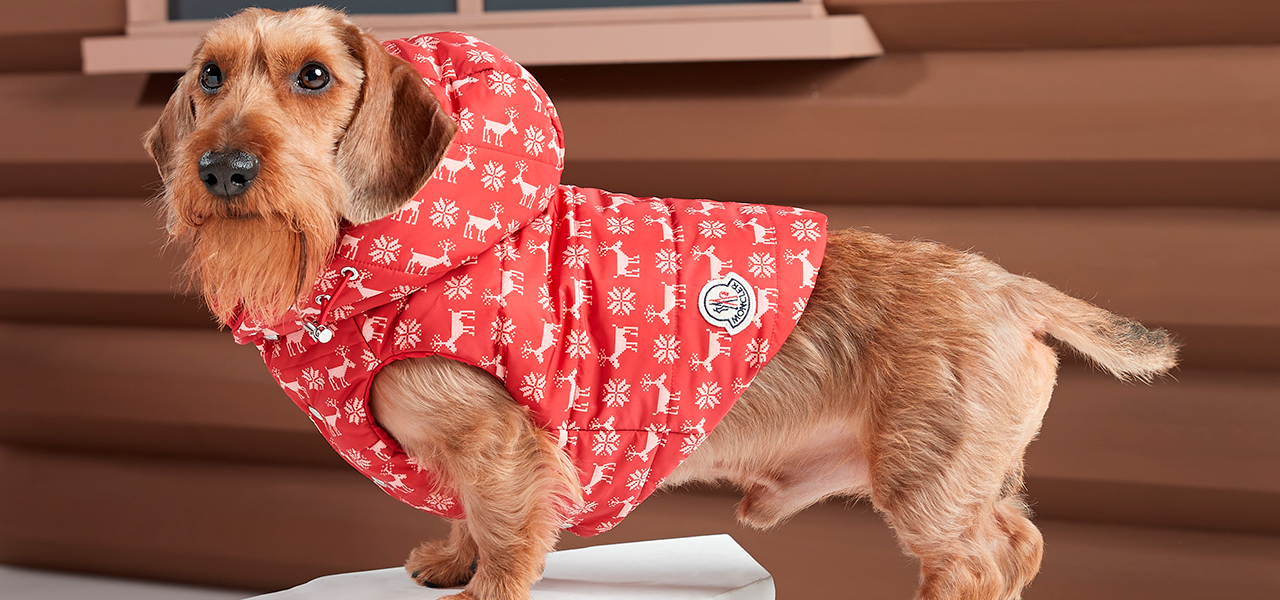 犬たちのプレミアムダウン。「モンクレール ポルド ドッグ クチュール」｜MONCLER