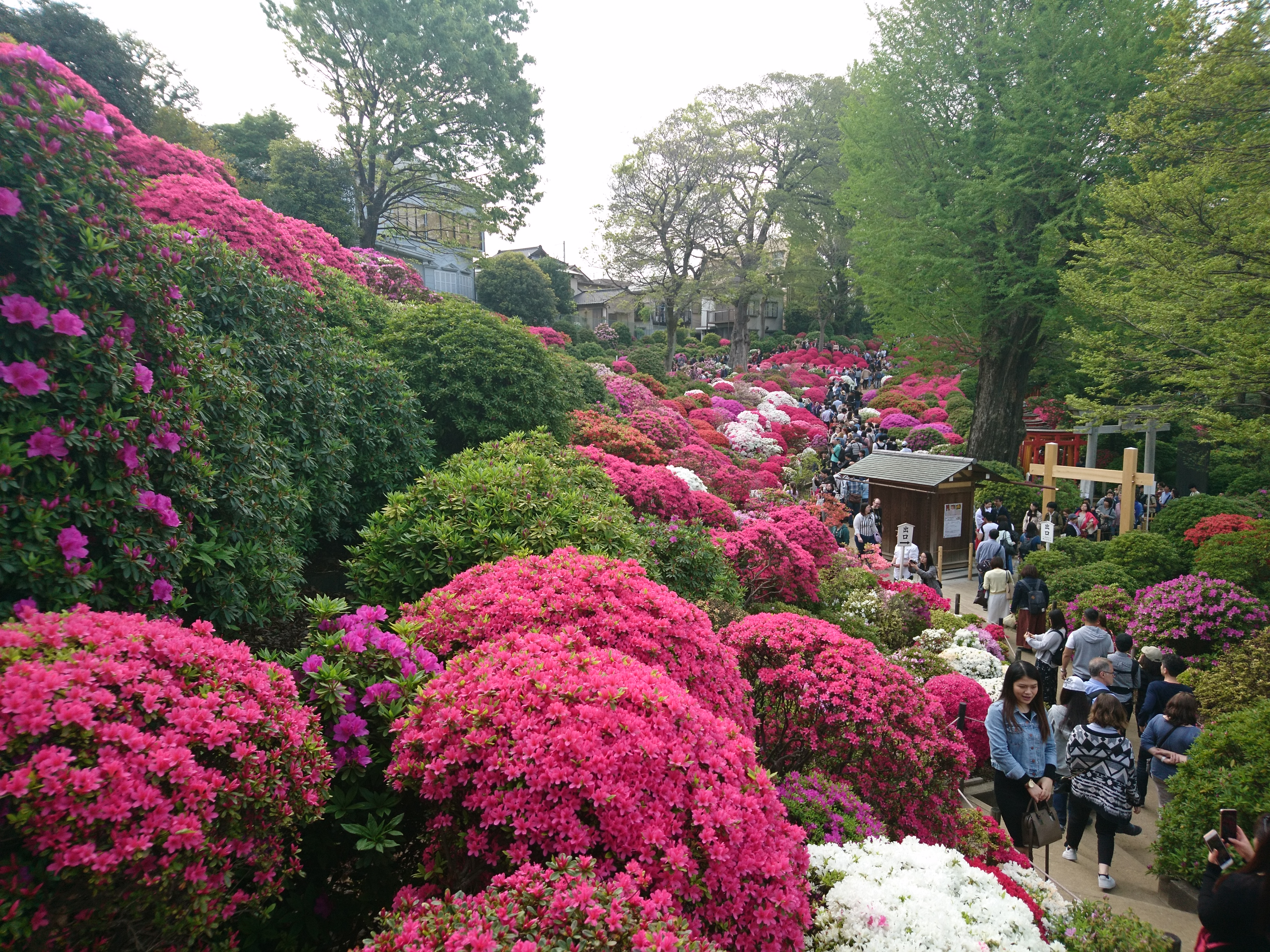 連載エッセイ|#ijichimanのぼやき「根津編」