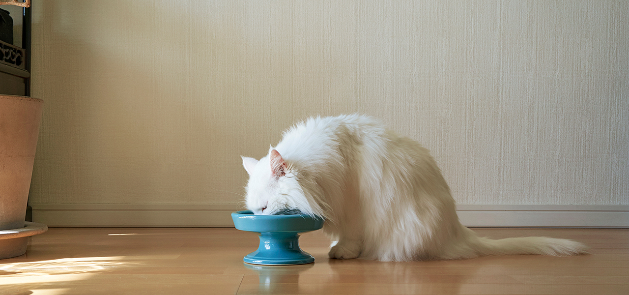 波佐見焼のブランドが作る、見た目と機能性を兼ね備えた猫のための食器｜HASAMI
