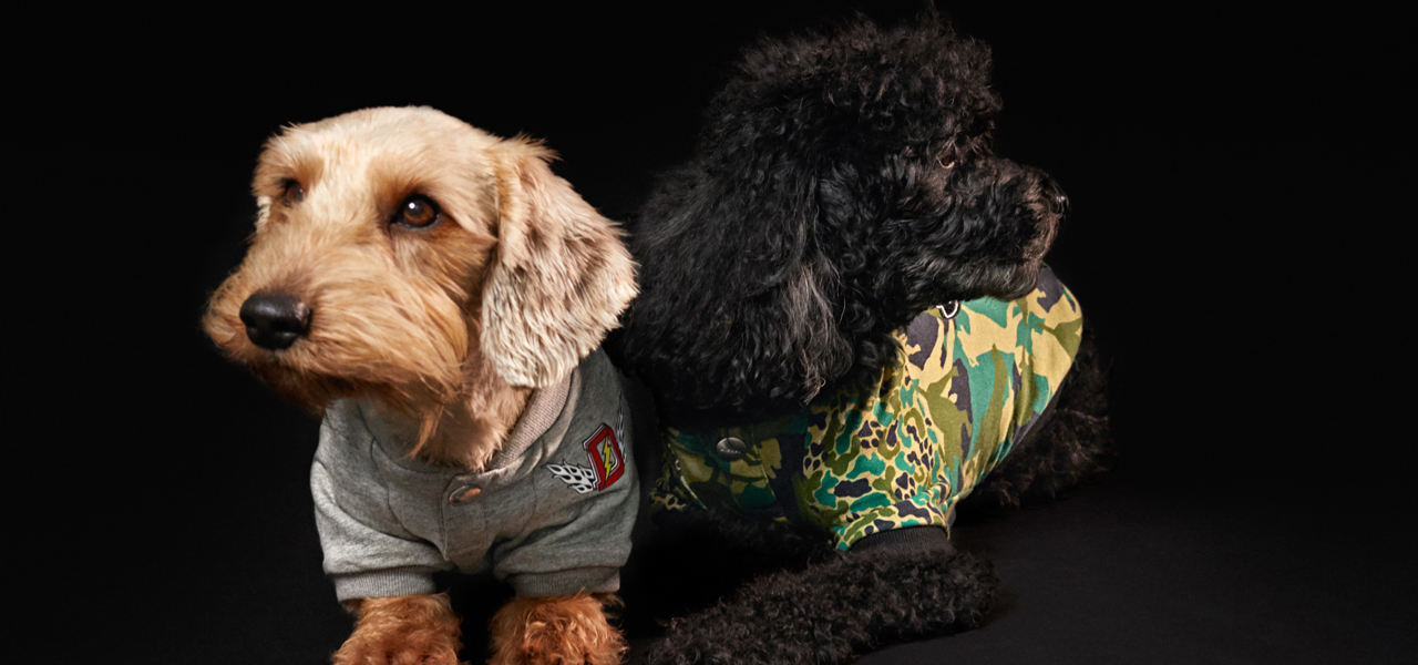 ディーゼル初、大胆さを備えたドッグウェアコレクションが登場|DIESEL
