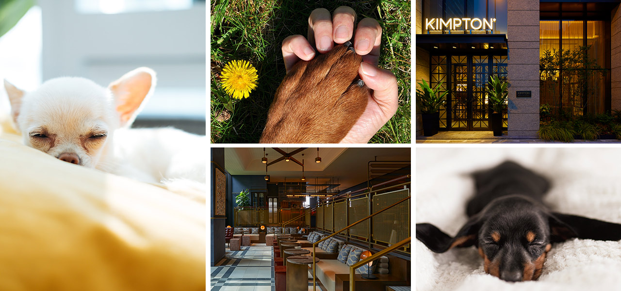 いつも癒しをくれる愛犬にペットケーションをプレゼント! 一緒にブランチも楽しむ宿泊プラン|Kimpton Shinjuku Tokyo