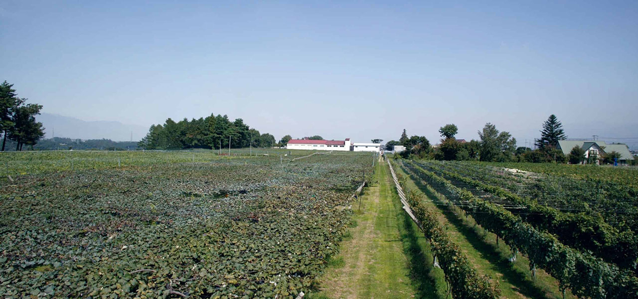 老舗ワイナリーでブドウを収穫し、自分好みのワインを完成させる「手業のひととき」|TRAVEL