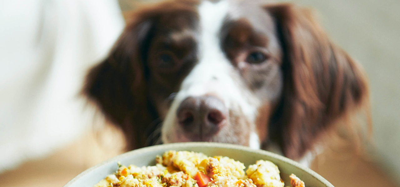 愛犬にも旅の“おいしい”思い出を。星野リゾートが提案するペットとの旅のカタチ｜HOSHINO RESORTS