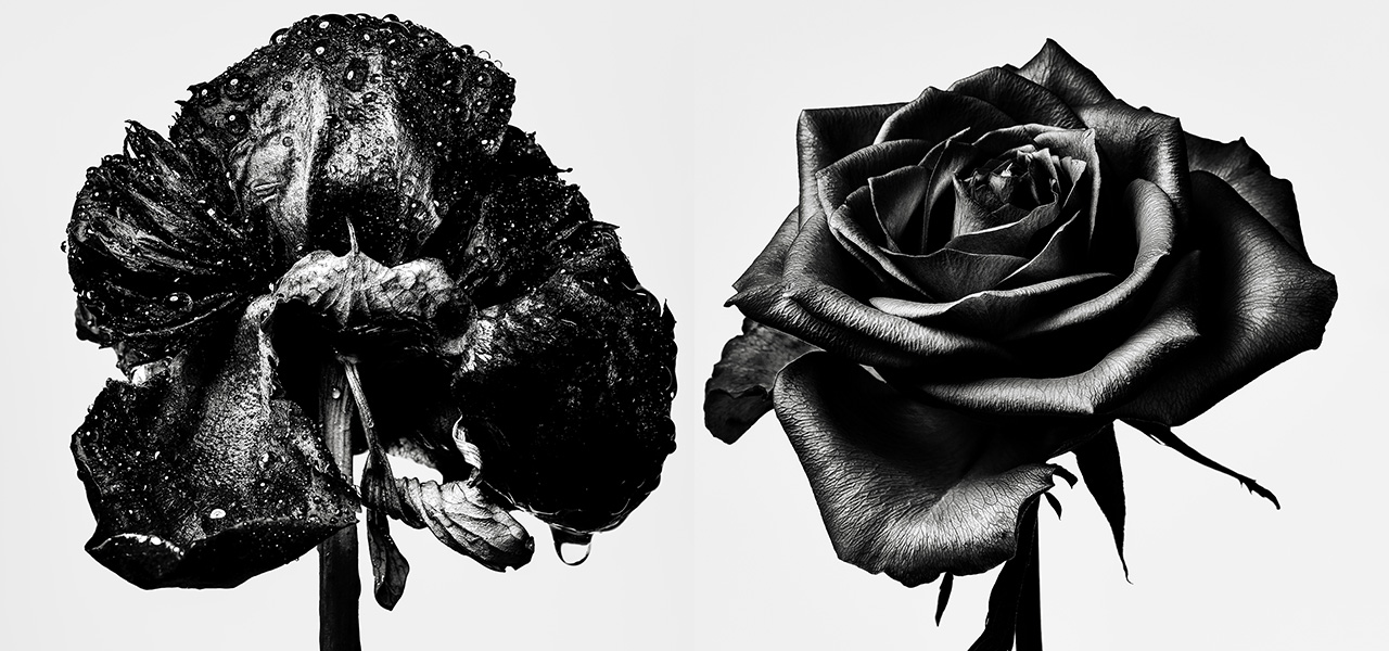 写真家・⽥島⼀成氏が魅せる、枯れゆく花々をモノクロの世界で表現した「WITHERED FLOWERS BLACK」開催中|ART
