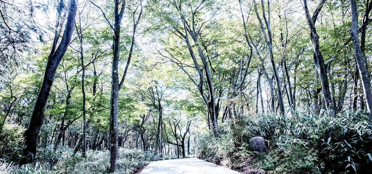 訪れる度に変化を魅せる大自然の中のガーデン「ニコライ バーグマン 箱根 ガーデンズ」|TRAVEL