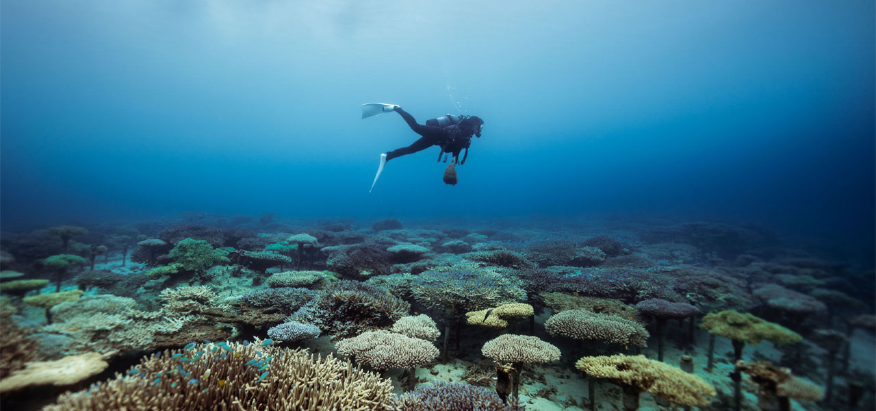 サンゴの村で地球の未来を考える、サンゴの植え付け体験|サスティナブルオキナワ