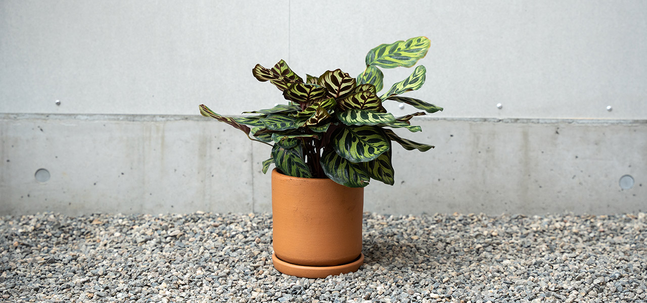 アノニマスなデザインが特徴の植木鉢シリーズ。受け皿もセットで販売|ARAHEAM