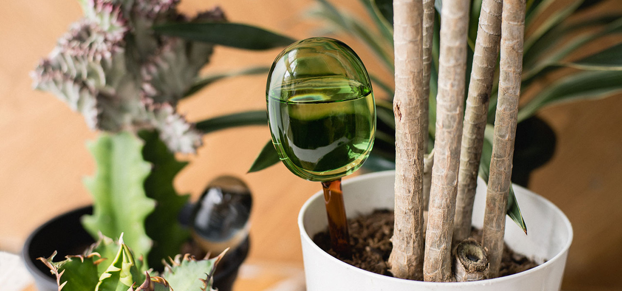 グリーンライフをより豊かに。バイカラーによるガラス製自動給水器が登場|amabro