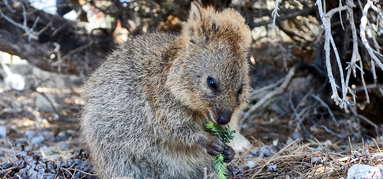 ロットネスト島で、世界一幸せな動物“クオッカ”に恋をした|TRAVEL