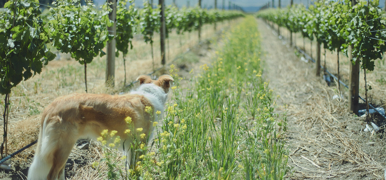 ニュージーランドの銘醸地マールボロに日本人生産者を訪ねる｜TRAVEL