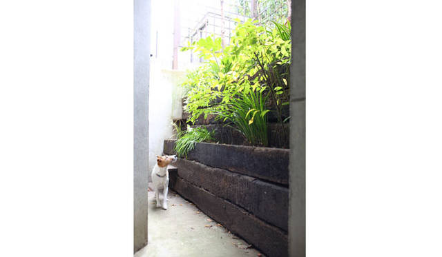 半地下の箕輪さんのSOHOスペースの外には、線路に使われた「枕木」を再利用して土止めに使っている