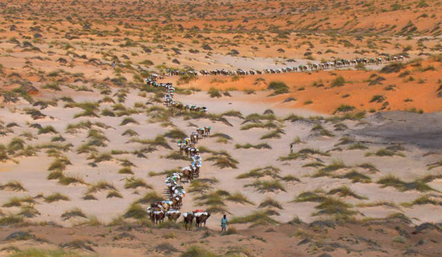 ©Film “HOME” – ELZEVIR FILMS / EUROPACORP coproduction Caravan of dromedaries near Tichit, Mauritania (17°29’N - 9°06’W).