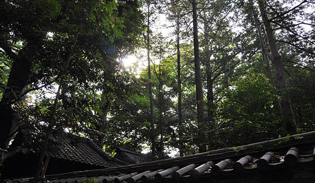 赤坂氷川神社社叢