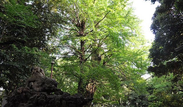 赤坂氷川神社大銀杏