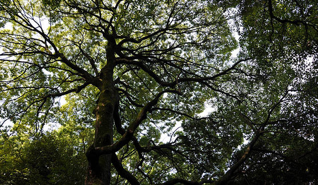赤坂氷川神社楠