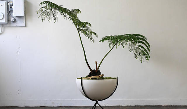 「アーキテクチュラルポテリー（Architectual Pottery）」<br>プランター（G-21／脚つき／MATT GLAZED）9万7700円、植物（リュウビンタイ＋ミズゴケ）植物代金は別途