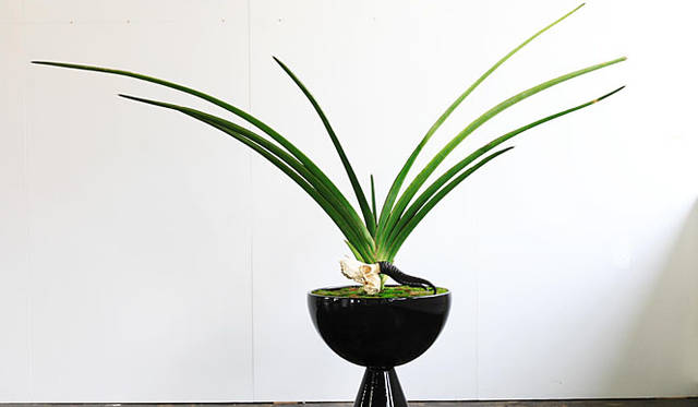 「アーキテクチュラルポテリー（Architectual Pottery）」<br>プランター（G-21 WITH OPTIONAL S-2 BASE GLOSS GLAZED）12万5300円、植物（サンスベリアエレンベルギー＋ハリゴケ）