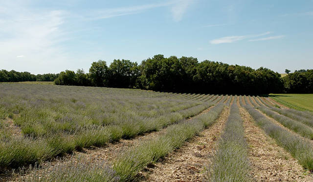 オーガニック栽培のラベンダー畑 