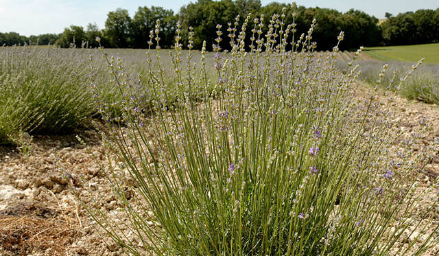どのラベンダーも力強く育っています