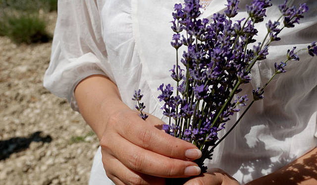 満開のラベンダーを手に