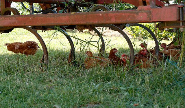 にわとりも放し飼い。のどかです