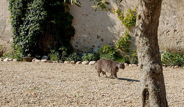 ジルさんの会社前で猫を発見。時間がゆっくり流れています