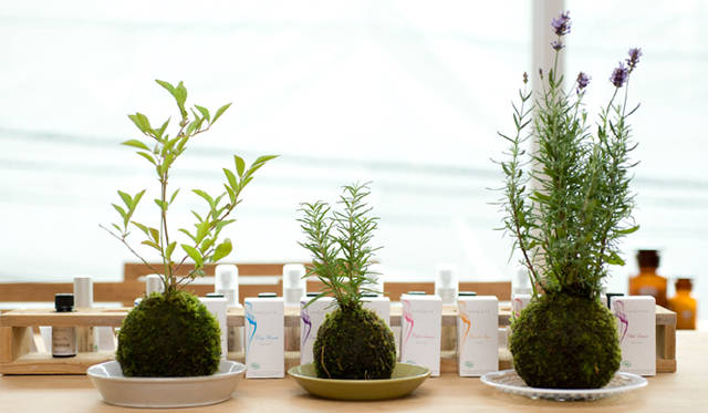 苔玉（左から、ブルーベリー、ローズマリー、ラベンダー）