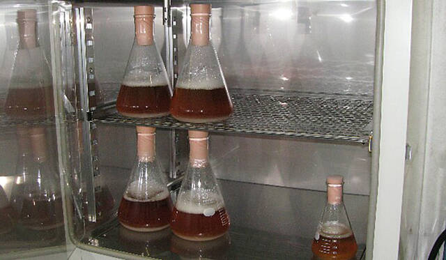 西田酒造店 酵母