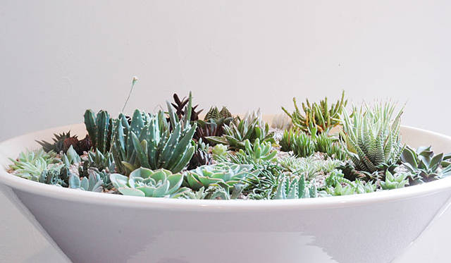 「アーキテクチュラルポテリー」 IDEAL SPACE「contemporary design × modern plants」