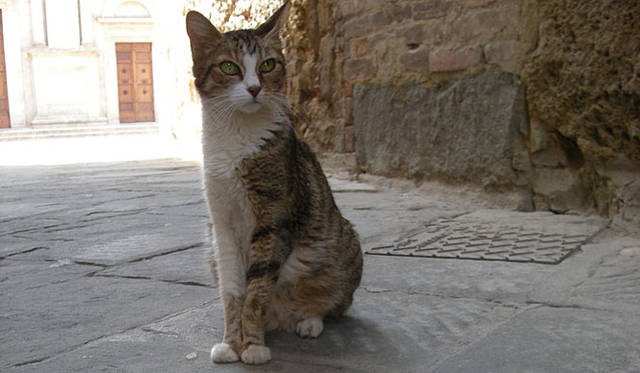 トスカーナ地方の、とある街の路地にて。どこか猫も、ゆるくて優しい感じです。<br>人懐っこいのも、ある意味、そこで暮らす人々の心を映しだす鏡みたいなもので