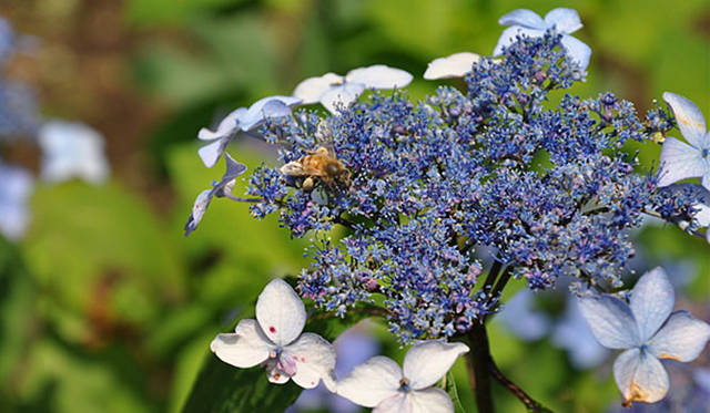 『みどりの触知学』～旅する庭～<br>黒姫紫陽花（東京大学駒場IIキャンパスにて撮影）
