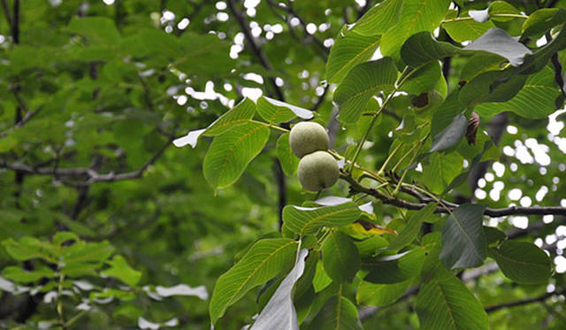 『みどりの触知学』～旅する庭～<br>胡桃（東京大学駒場IIキャンパスにて撮影）