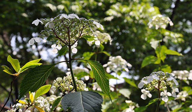 『みどりの触知学』～旅する庭～<br>額紫陽花（東京大学駒場IIキャンパスにて撮影）