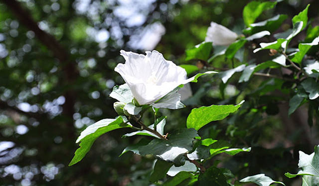 『みどりの触知学』～旅する庭～<br>むくげ（東京大学駒場IIキャンパスにて撮影）