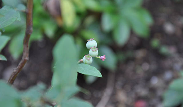 『みどりの触知学』～旅する庭～<br>ブルーベリー（東京大学駒場IIキャンパスにて撮影）
