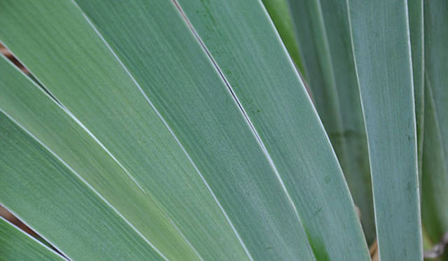 『みどりの触知学』～旅する庭～<br>アイリス（東京大学駒場IIキャンパスにて撮影）