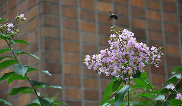 『みどりの触知学』～旅する庭～<br>サルスベリ（東京大学駒場IIキャンパスにて撮影）