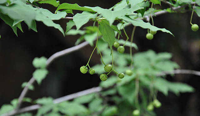 『みどりの触知学』～旅する庭～<br>ツリバナ（東京大学駒場IIキャンパスにて撮影）