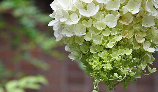 『みどりの触知学』～旅する庭～<br>のりうつぎ（東京大学駒場IIキャンパスにて撮影）