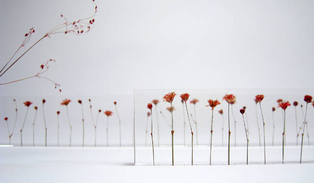 寺山紀彦「f,l,o,w,e,r,s」　Material│acrylic