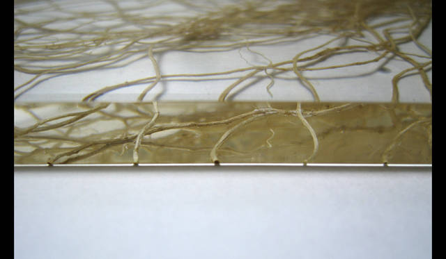 寺山紀彦「r,o,o,t」　Material│acrylic