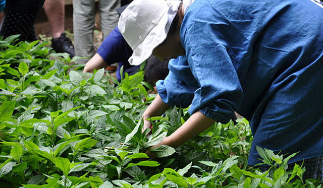 塚田有一│みどりの触知学　藍を摘む